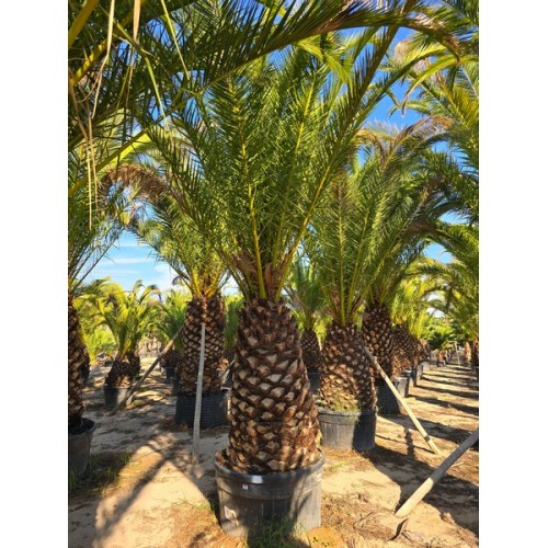 Phoenix canariensis stipe 120/140